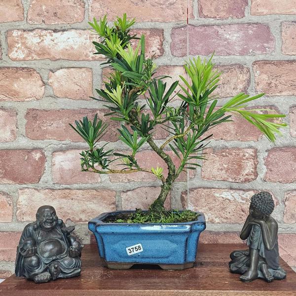 Yorkshire Bonsai Buddhist Pine (Podocarpus Micro) Bonsai Tree | Shaped | In 15cm Pot