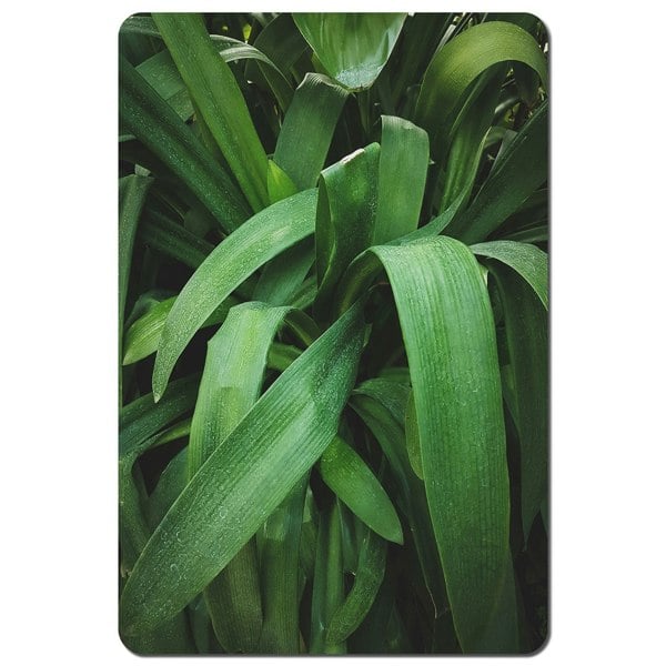 Benjamin Tate Design Tropical leaves closeup, Greenhouse, Atmospheric background, Selective focus (Placemat)