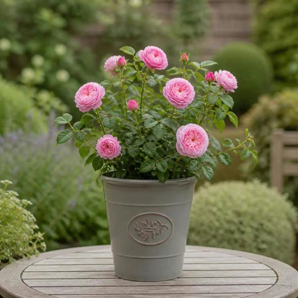 3L Mum In A Million Pink Rose Bush - Beautiful Flowering Plant Gift