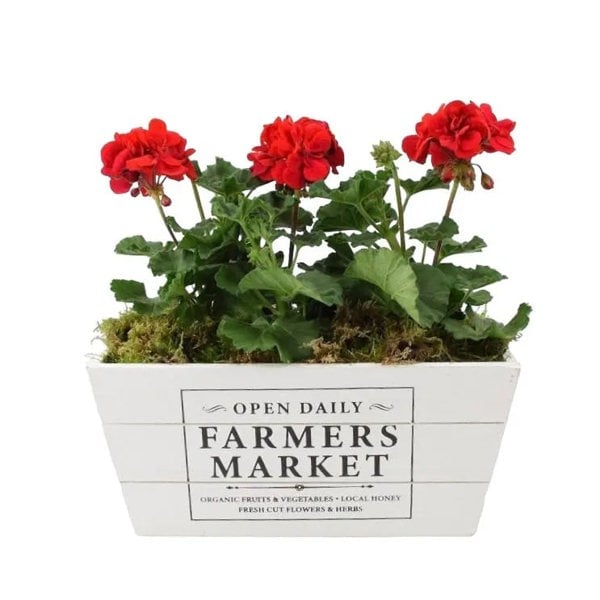 Geranium Red in Farmers Market Trough