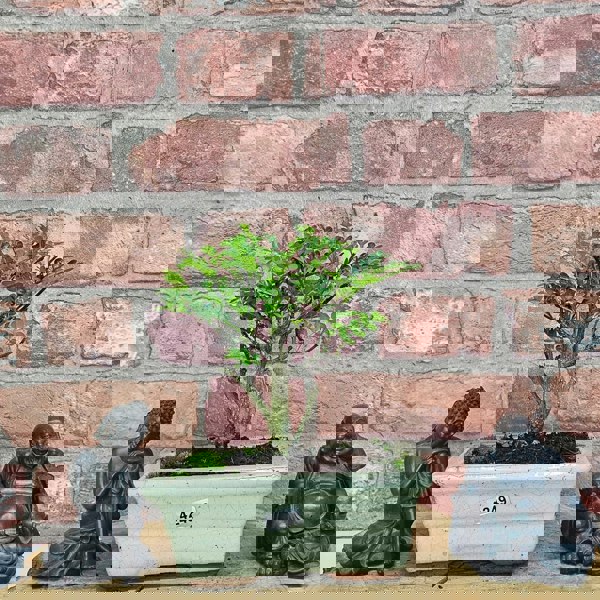 Yorkshire Bonsai Chinese Pepper (Zanthoxylum Pipertum) Bonsai Tree | Broom | In 15cm Pot