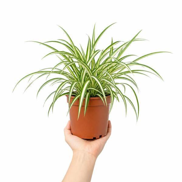 Chlorophytum Spider Plant 12cm - Air Purifying Plant