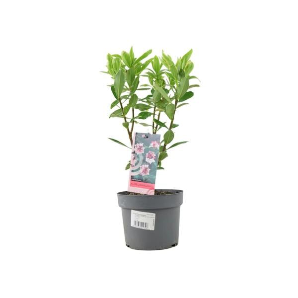 Daphne odora Aureomarginata - Fragrant Winter-Flowering Shrub Plants By Post