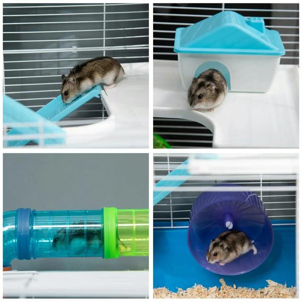 Blue hamster cage interior with animal exploring ramp, tunnel, and exercise wheel