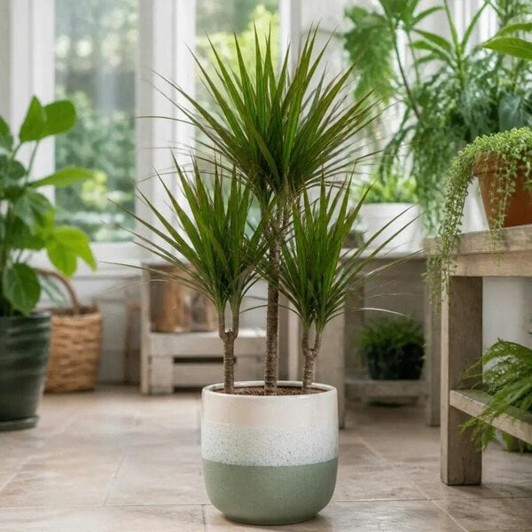 Dracaena Marginata 3 Stem Dragon Tree – Elegant Architectural Tropical Indoor Houseplant