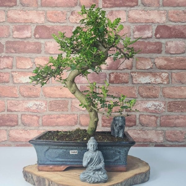 Chinese Pepper (Zanthoxylum Pipertum) Bonsai Tree | Shaped | In 30cm Pot - Yorkshire Bonsai