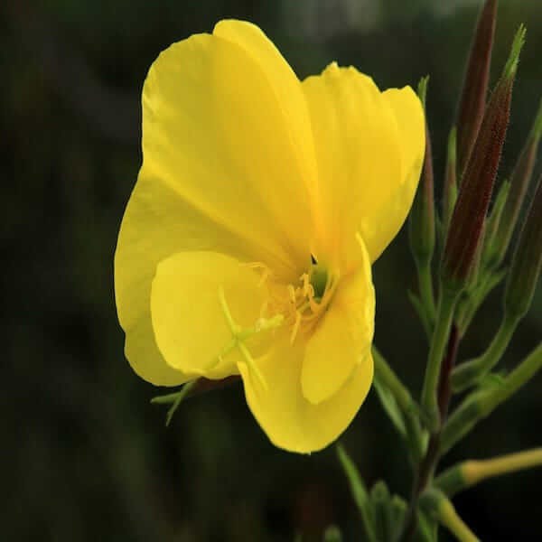 evening primrose seeds uk