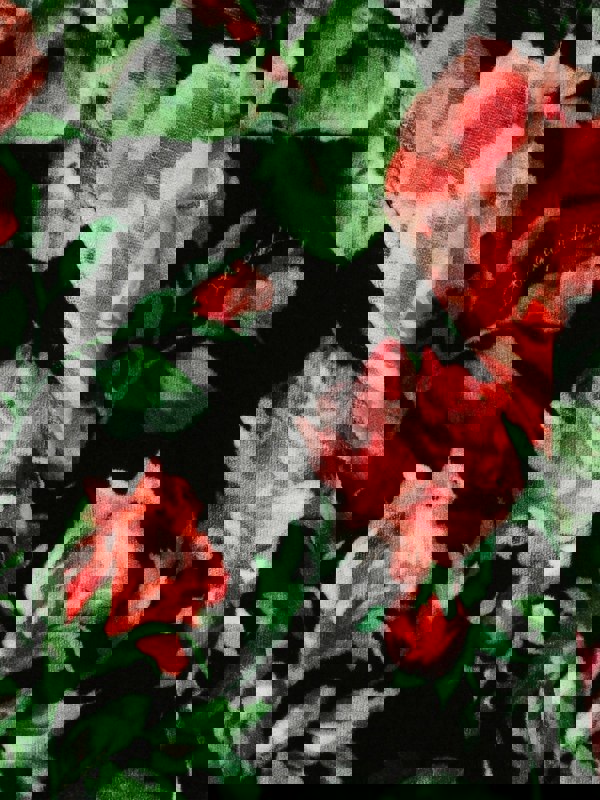 DAGA4209_MULTICOLOURED_4