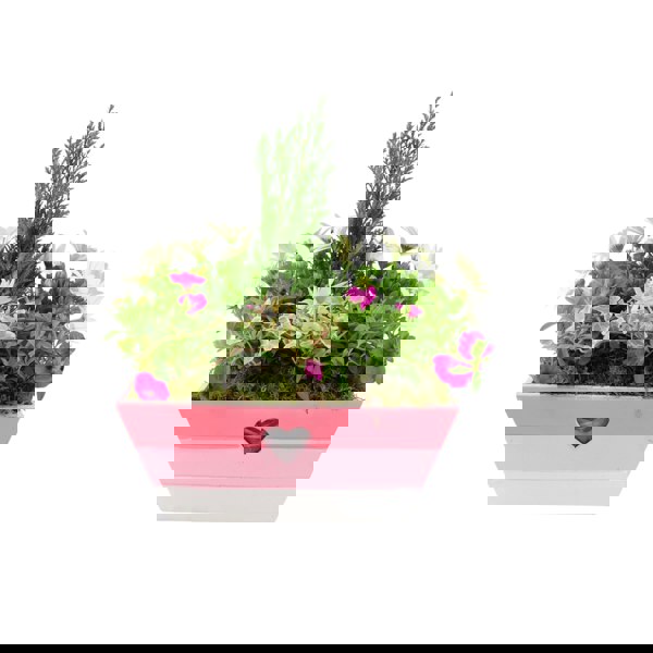 Pink & White Wooden Trough Planter - Vibrant Garden Flower Planter Plants By Post