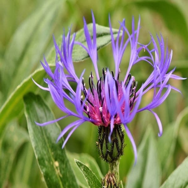 alpine cornflower Perennial Wildflower Seedsjpg