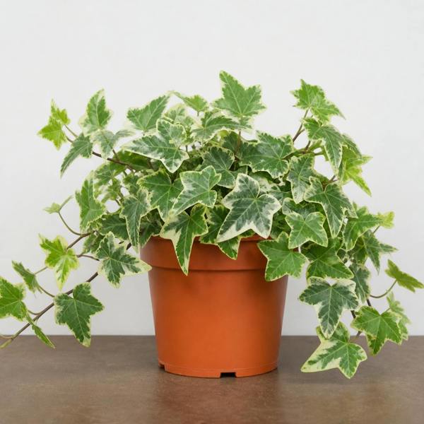 Hedera Variegated Ivy 12cm Pot Plants By Post