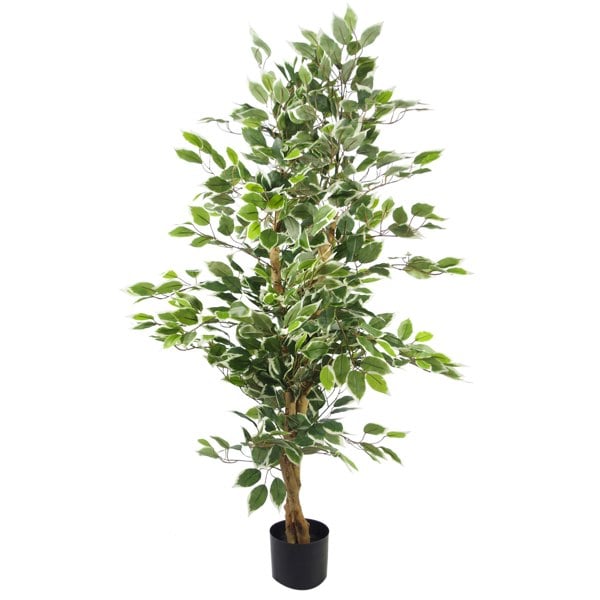 Leaf 130cm Variegated White/Green Bushy Ficus Tree