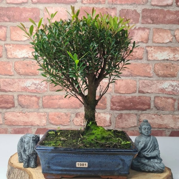 Yorkshire Bonsai Brush Cherry (Syzygium) Bonsai Tree | Broom | In 20cm Pot