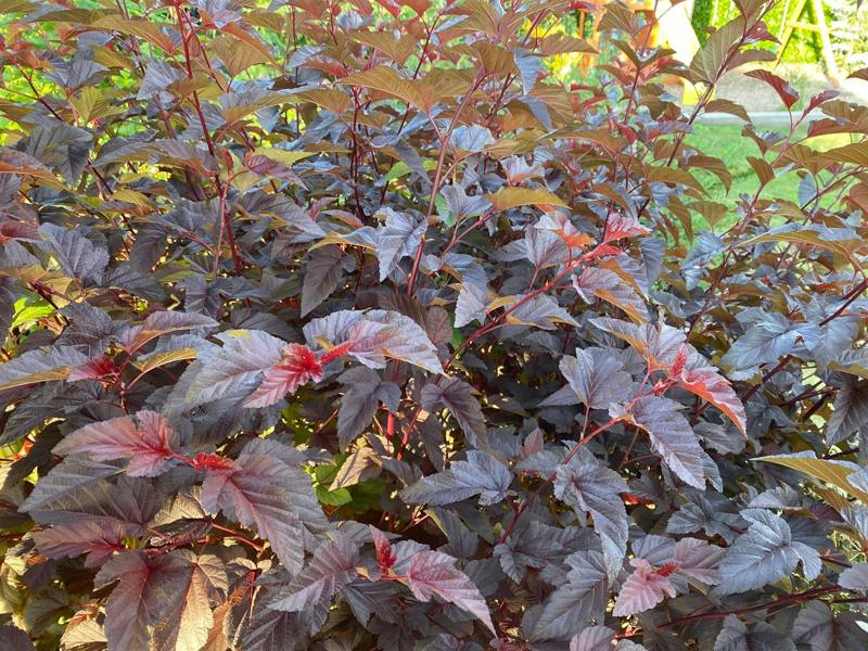 Direct Plants Physocarpus Lady in Red Shrub 3.5-4ft Tall Extra Large in a 7.5 Litre Pot By Direct Plants