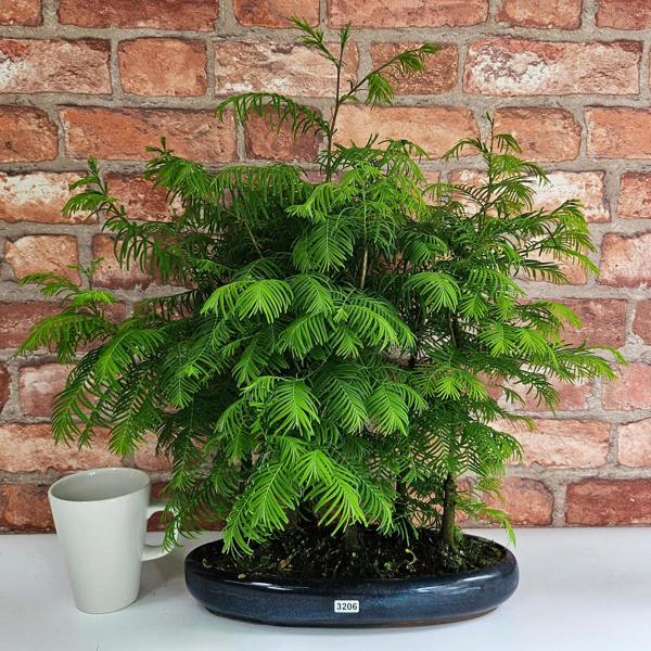Yorkshire Bonsai Dawn Redwood (Metasequoia) Bonsai Tree Forest | Upright | In 30cm Pot