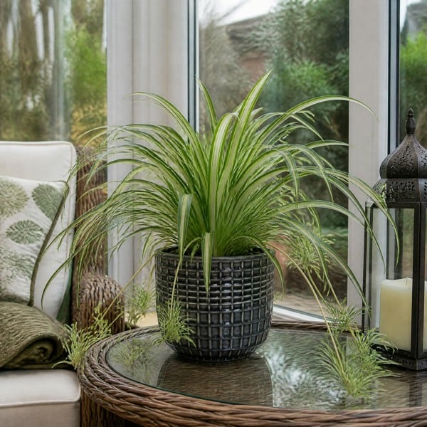 Chlorophytum Spider Plant 12cm - Air Purifying Plant - 1 - Grey Ceramic Pot