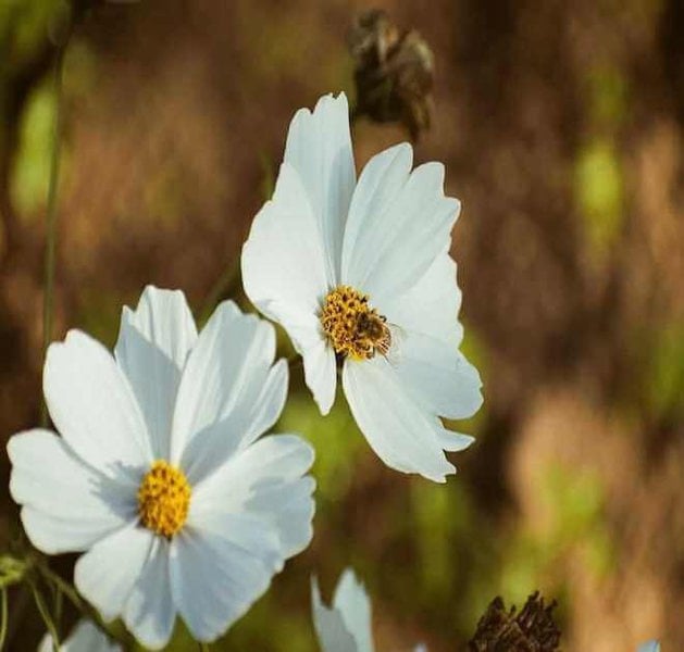 cosmos fizzy white seeds