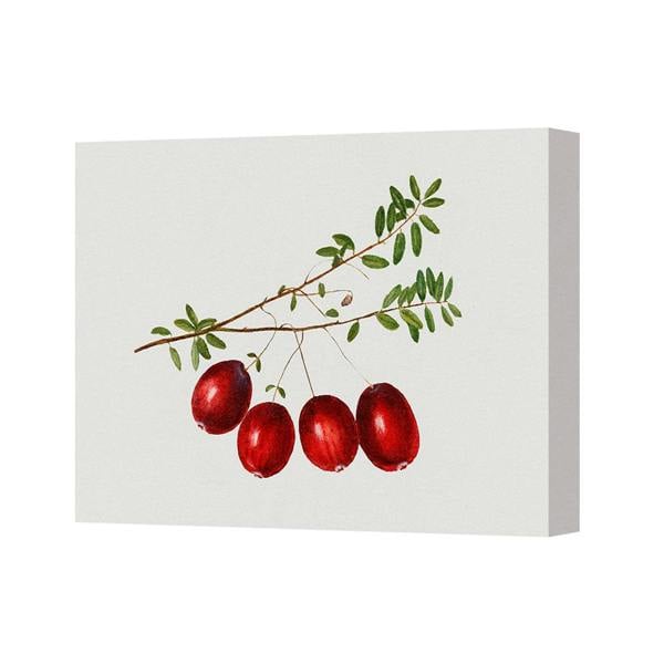 Benjamin Tate Design Red Berry Branch Canvas Wall Art Print Botanical Illustration