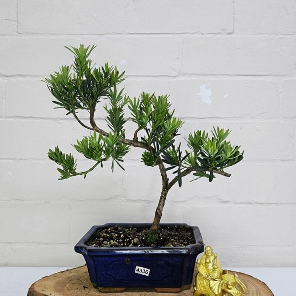 Yorkshire Bonsai Buddhist Pine (Podocarpus Micro) Bonsai Tree | Shaped | In 20cm Pot