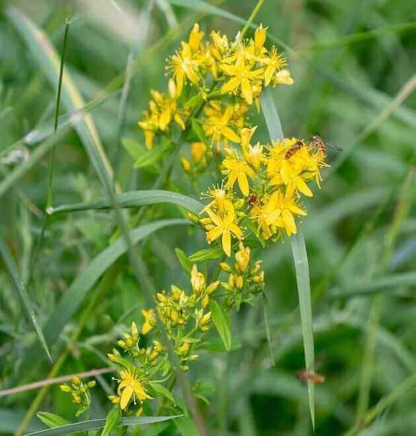 agrimonia eupatoria