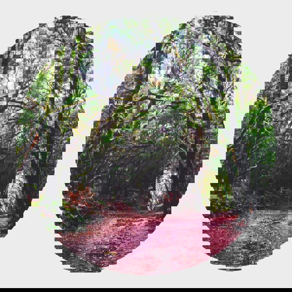 tickit Forest Discovery Play Mat