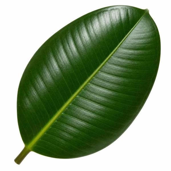 Ficus Robusta Rubber Plant 21cm Pot – Large Indoor Houseplant