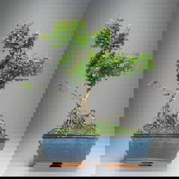 Yorkshire Bonsai Bird Plum (Sageretia) Bonsai Tree | Shaped | In 30cm Pot