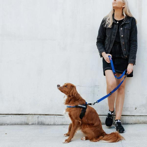 EzyDog Zero Shock Dog Lead in Blue