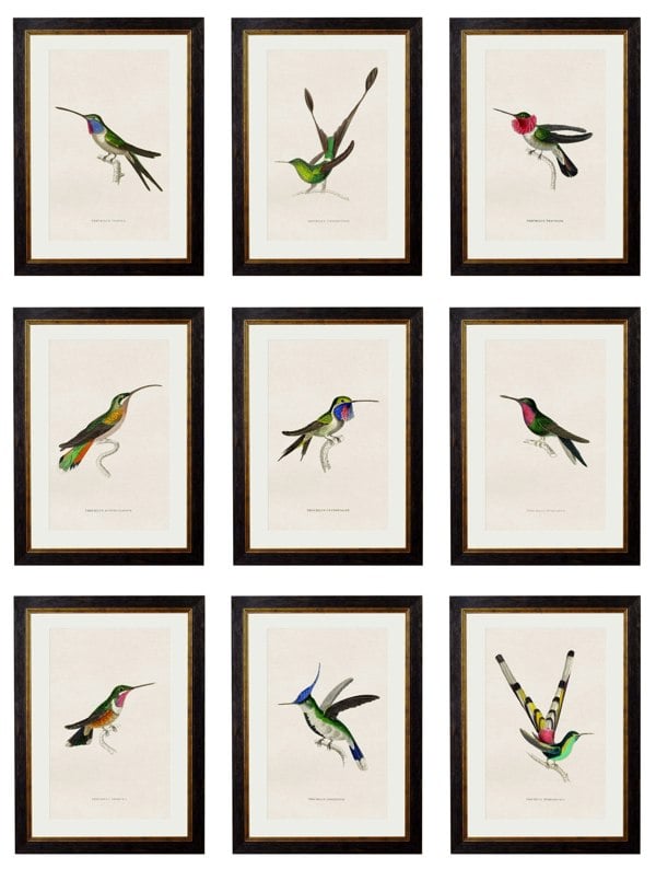 Exceptional Art c.1833 Hummingbirds