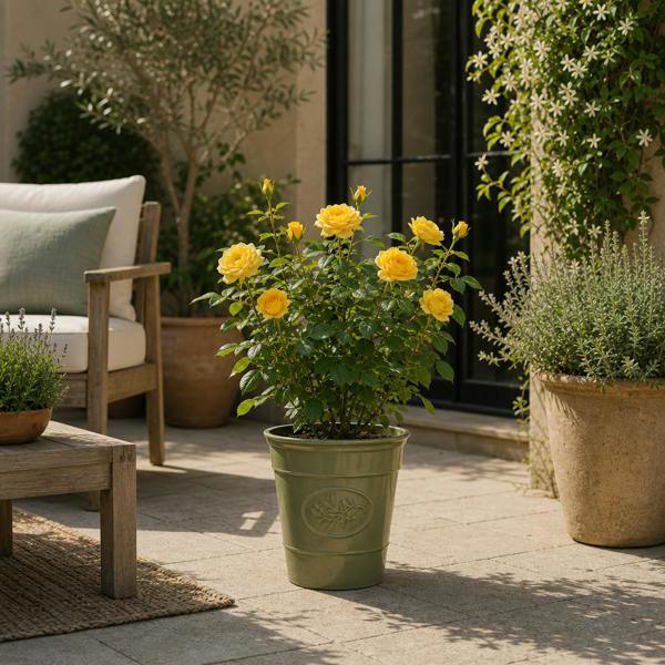 3L Yellow Patio Rose Outdoor Flowering Plant in Decorative Pot