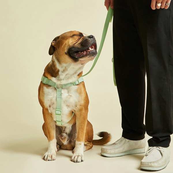 Lush Green Y Shaped Dog Harness with Fast UK Shipping