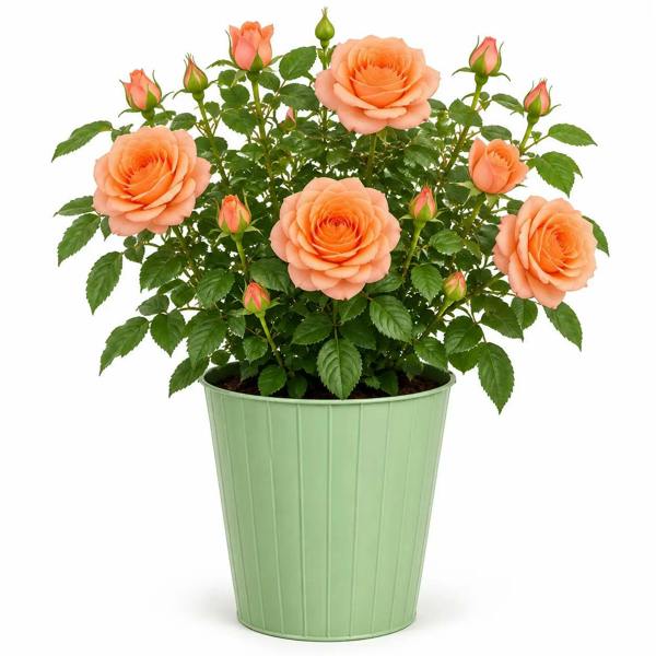 3L Happy Birthday Peach Rose Bush - Beautiful Flowering Plant Gift - Metal Vertical Line Green
