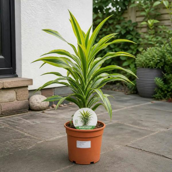 Dracaena Lemon Lime Dragon Tree 17cm Pot – Easy Care Indoor Houseplant