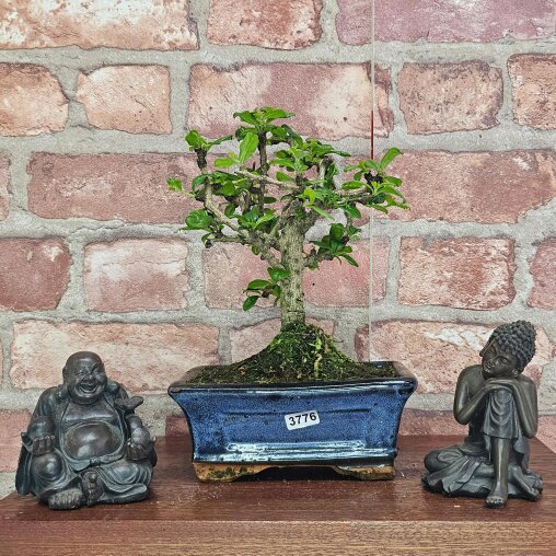 Yorkshire Bonsai Fukien Tea Tree (Carmona Retusa) Bonsai Tree | Broom | In 15cm Pot - 3776