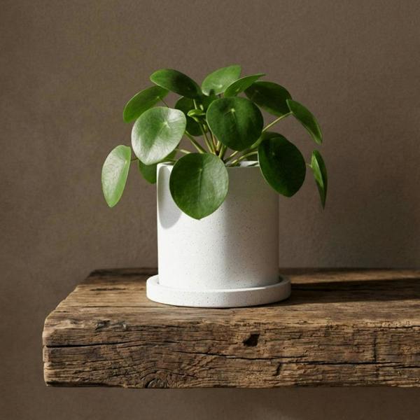 Potted plant on a wooden shelf with a brown background