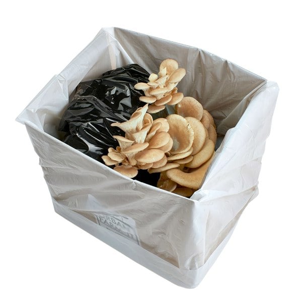 Urban Farm-It White Elm Oyster Mushroom Growing Kit