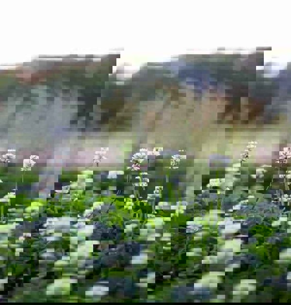 white clover for lawns