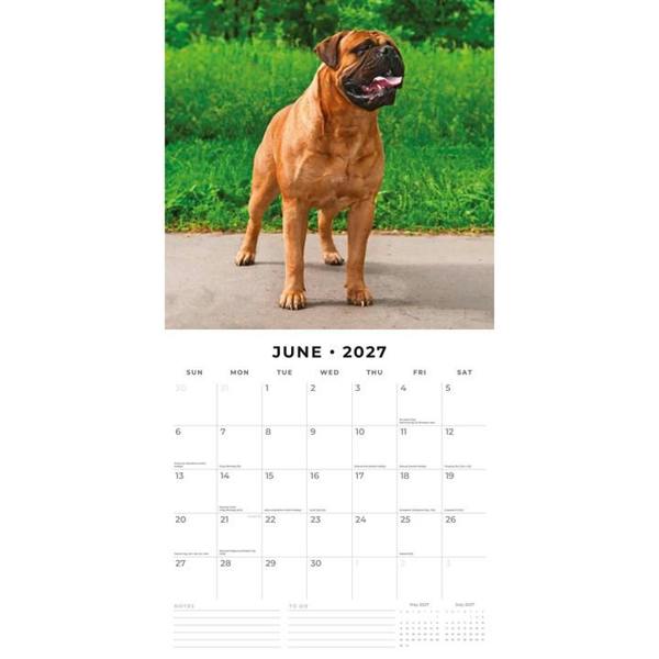 Mastiffs Calendar 2027, Wall Calendars, Month To View, Dogs, Gift