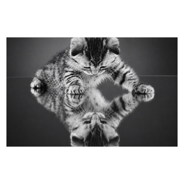 Large ‘Kitten on a Mirror’ Canvas Print in Black and White, Stretched Canvas on Wooden Frame, 100cm Wide x 60cm High