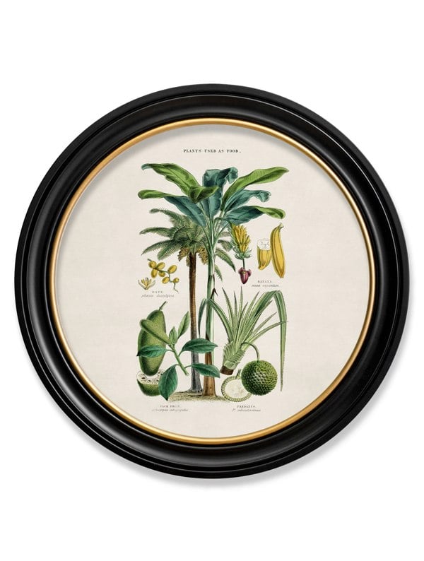 Exceptional Art c.1877 Tropical Plants Used as Food and Clothing - Round Frame