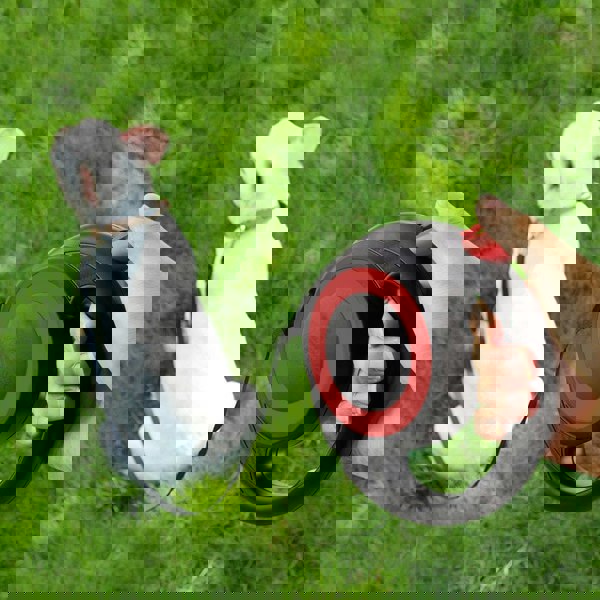 Retractable Pet Leash with 5m Flexibility Living and Home