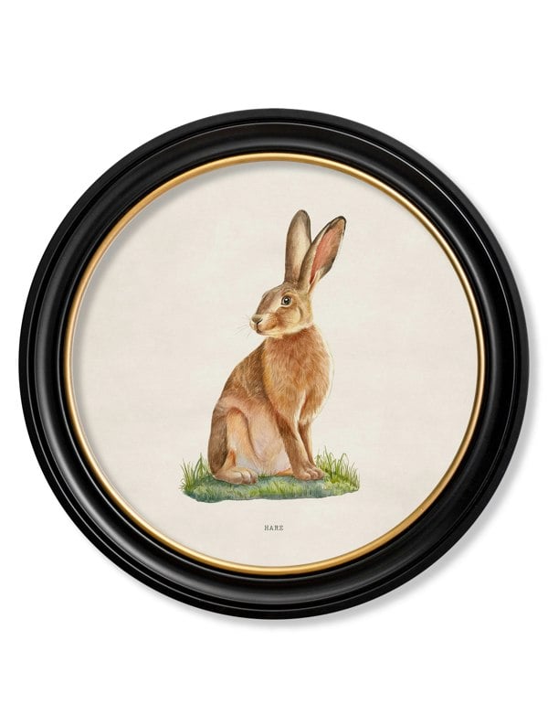 Exceptional Art Hare - Round Frame
