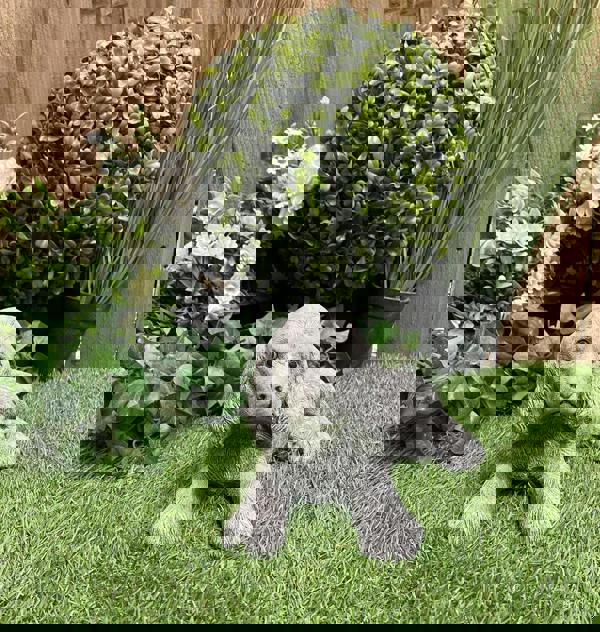 Adorable Small Lying Spaniel Ornament