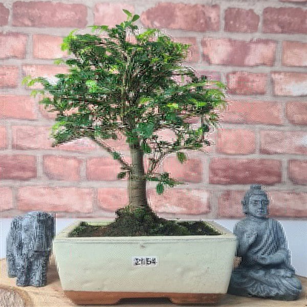 Chinese Elm (Ulmus Parvifolia) Bonsai Tree | Broom | In 15cm Pot - Yorkshire Bonsai