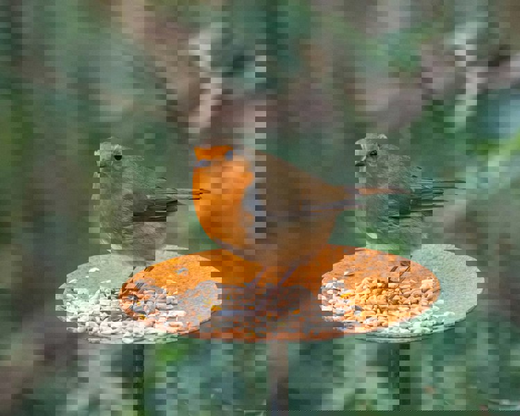 rusty bird feeder platform