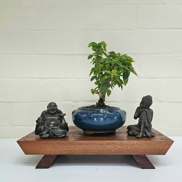 Yorkshire Bonsai Bougainvillea Bonsai Tree - In 15cm Pot