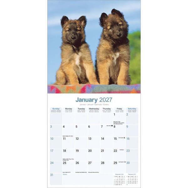 Belgian Shepherd Dog Calendar 2027, Wall Calendars, Month To View, Dogs, Gift