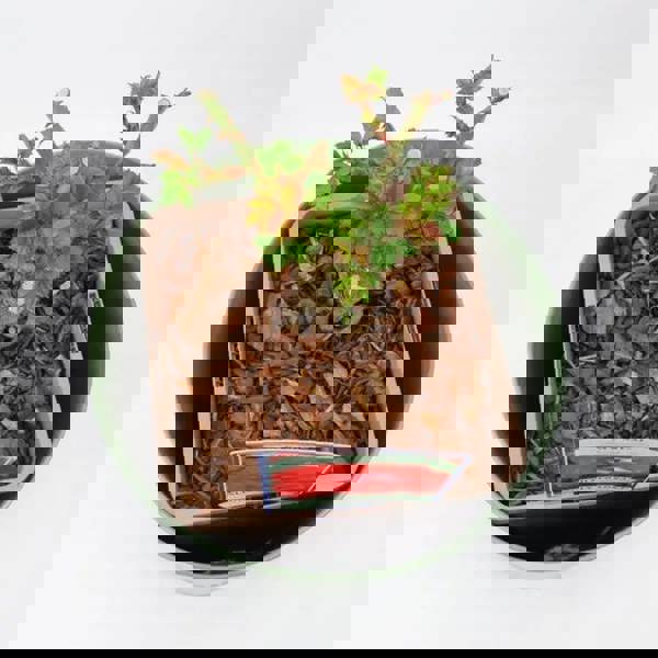 Rose My Mum Bush 5.5L