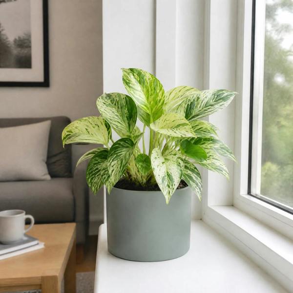 Epipremnum Marble Queen Pothos 12cm Pot Plants By Post