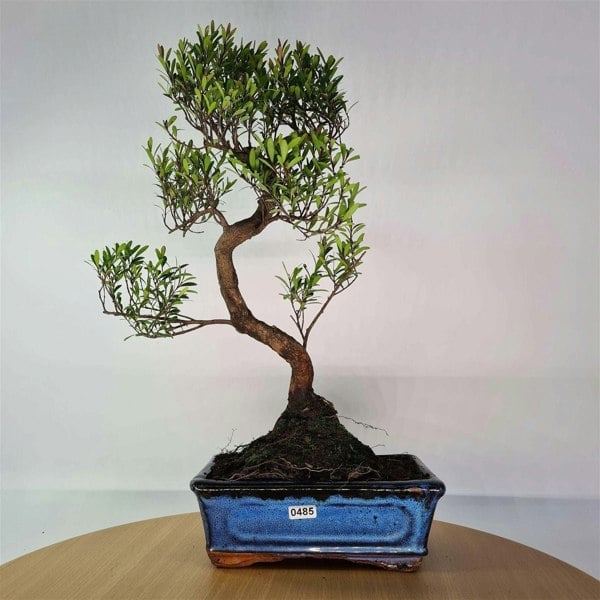 Brush Cherry (Syzygium) Bonsai Tree | Shaped | In 20cm Pot - Yorkshire Bonsai